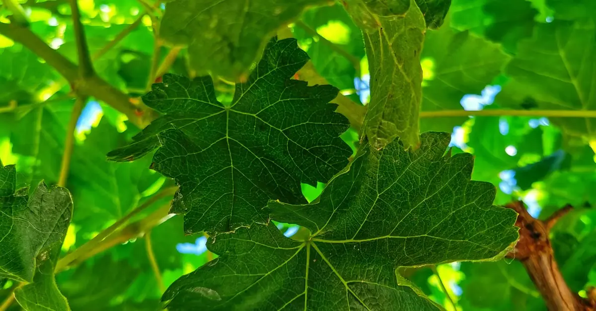 Fotosintesi e allevamento della vite