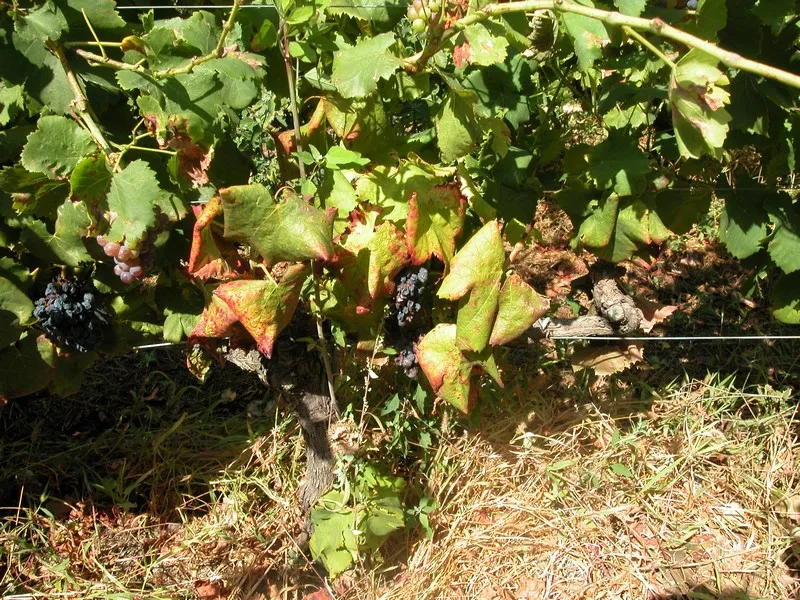 tl_files/catalogo/immagini_vitis_vinifera/avversita_della_vite_flavescenza.jpg