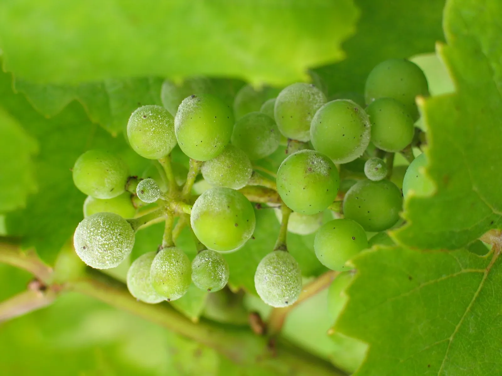 tl_files/catalogo/immagini_vitis_vinifera/avversita_della_vite_oidio.jpg