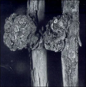 tl_files/catalogo/immagini_vitis_vinifera/avversita_della vite_tumore_delle_radici.jpg