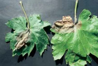 tl_files/catalogo/immagini_vitis_vinifera/botrite_02.jpg