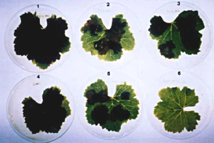 tl_files/catalogo/immagini_vitis_vinifera/botrite_03.jpg