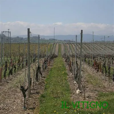 Cordone speronato