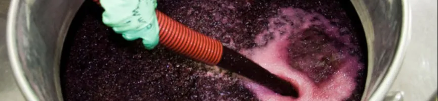 tl_files/catalogo/immagini_vitis_vinifera/Cura_del_vino_areazione.jpg