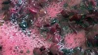 Fermentazione