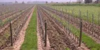 Fertilizzazione