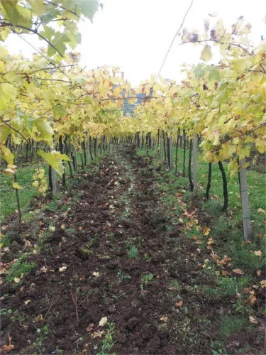 tl_files/catalogo/immagini_vitis_vinifera/fertilizzazione_02.JPG