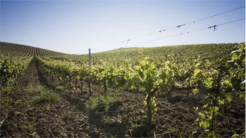 tl_files/catalogo/immagini_vitis_vinifera/fertilizzazione_03.JPG