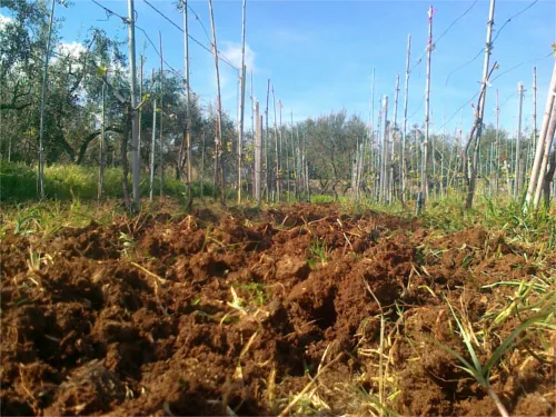 tl_files/catalogo/immagini_vitis_vinifera/fertilizzazione_04.JPG