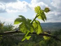 Fenologia, clima e terreno