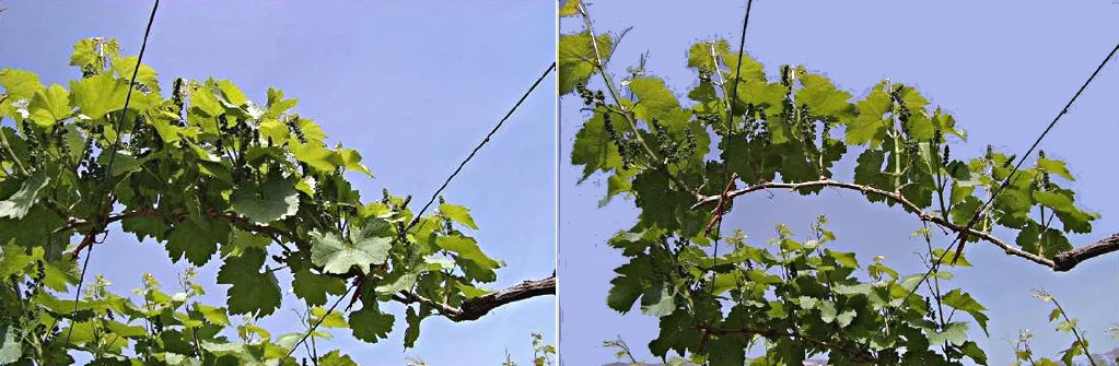 tl_files/catalogo/immagini_vitis_vinifera/fotosintesi_allevamento_02.jpg