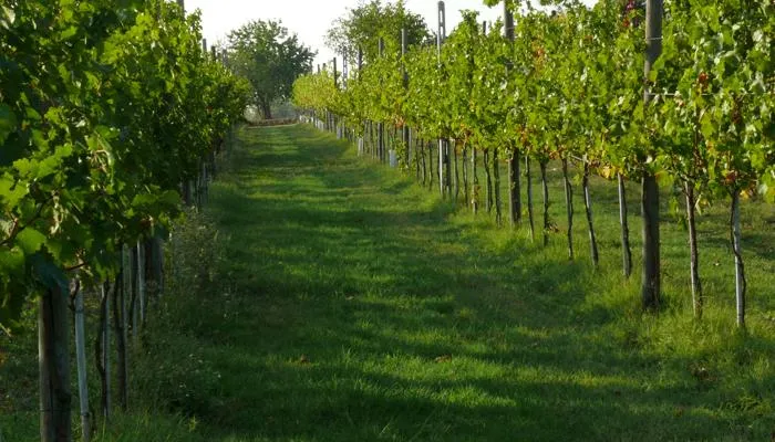 tl_files/catalogo/immagini_vitis_vinifera/fotosintesi_allevamento_03.jpg