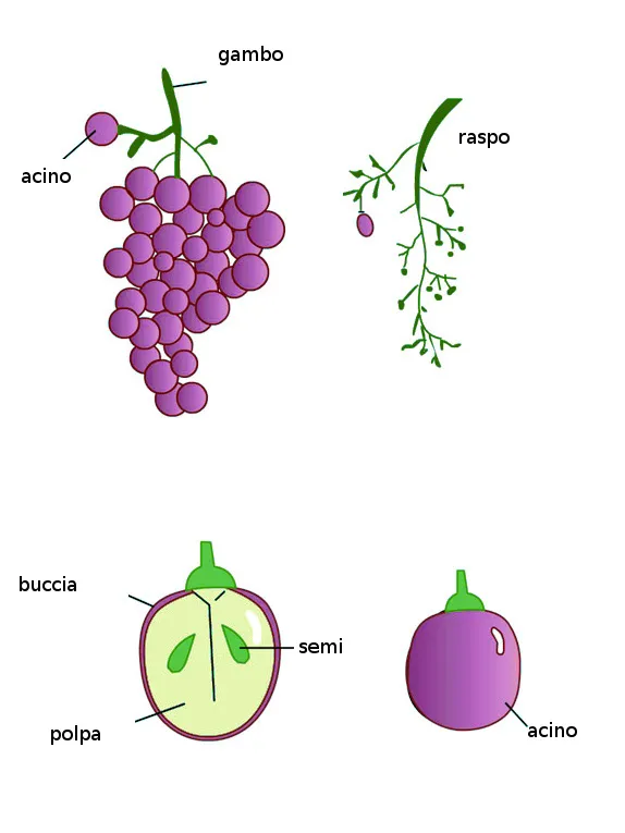 tl_files/catalogo/immagini_vitis_vinifera/grappolo_di_uva.jpg