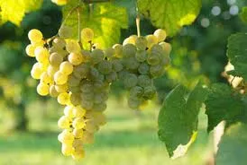 tl_files/catalogo/immagini_vitis_vinifera/grappolo_di_uva_bianca.jpg