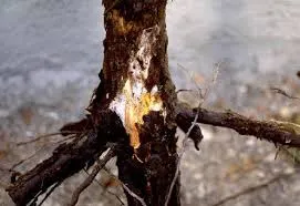 tl_files/catalogo/immagini_vitis_vinifera/I_marciumi_radicali_della_vite.jpg
