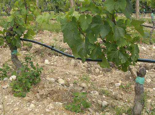 tl_files/catalogo/immagini_vitis_vinifera/Innesto_03.jpg