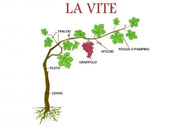 tl_files/catalogo/immagini_vitis_vinifera/la_vite.jpg