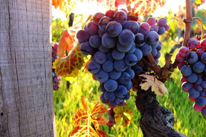 tl_files/catalogo/immagini_vitis_vinifera/lavorazione_della_uva_grappolo.JPG