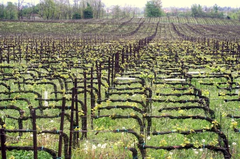 tl_files/catalogo/immagini_vitis_vinifera/lavorazione_della_uva_impianto.JPG