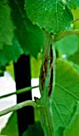 tl_files/catalogo/immagini_vitis_vinifera/legno_riccio_01.jpg
