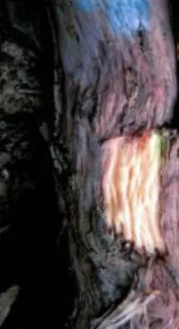 tl_files/catalogo/immagini_vitis_vinifera/legno_riccio_02.jpg