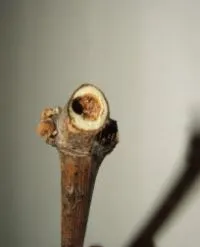 Legno riccio