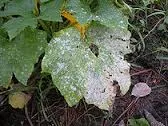 tl_files/catalogo/immagini_vitis_vinifera/mal_bianco_della_vite.jpg