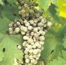 tl_files/catalogo/immagini_vitis_vinifera/mal_bianco_della_vite_grappolo.jpg