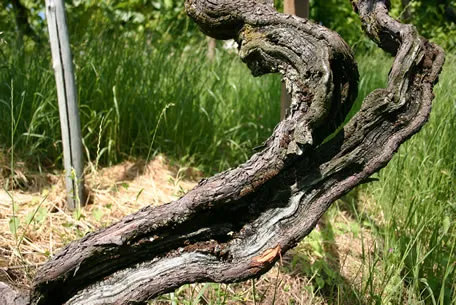 tl_files/catalogo/immagini_vitis_vinifera/mal_della_esca.jpg