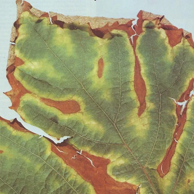 tl_files/catalogo/immagini_vitis_vinifera/malattia_mal_della_esca.JPG