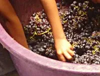 Mosto d'uva