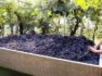 Vendemmia