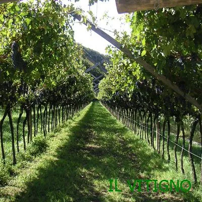 Pergola