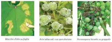 tl_files/catalogo/immagini_vitis_vinifera/Peronospera_della_vite_acini.jpg