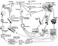 Peronospora della vite