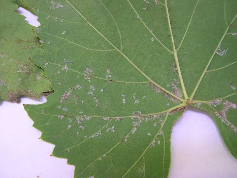 tl_files/catalogo/immagini_vitis_vinifera/Peronospera_della_vite_foglie.jpg