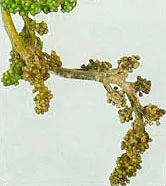 tl_files/catalogo/immagini_vitis_vinifera/Peronospera_della_vite_grappoli.jpg
