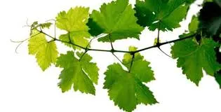 tl_files/catalogo/immagini_vitis_vinifera/pianta_della_vite.jpg