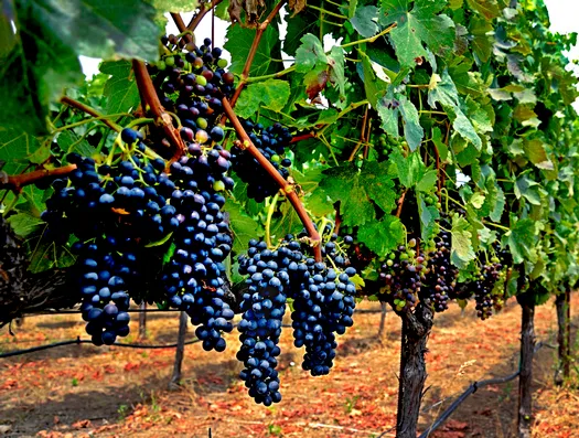 tl_files/catalogo/immagini_vitis_vinifera/piante_di_uva_da_tavola_2.jpg
