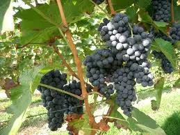 tl_files/catalogo/immagini_vitis_vinifera/piante_di_uva_da_vino_1.jpg