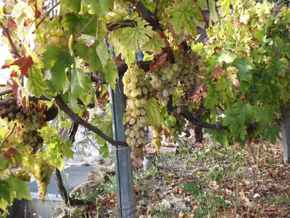 tl_files/catalogo/immagini_vitis_vinifera/piante_di_uva_da_vino_2.jpg