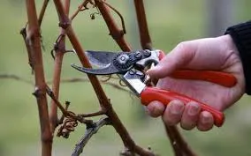 tl_files/catalogo/immagini_vitis_vinifera/potatura_e_mal_della_esca.jpg