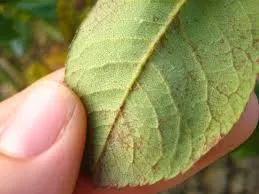 tl_files/catalogo/immagini_vitis_vinifera/Ragnetto_rosso_comune_foglie.jpg