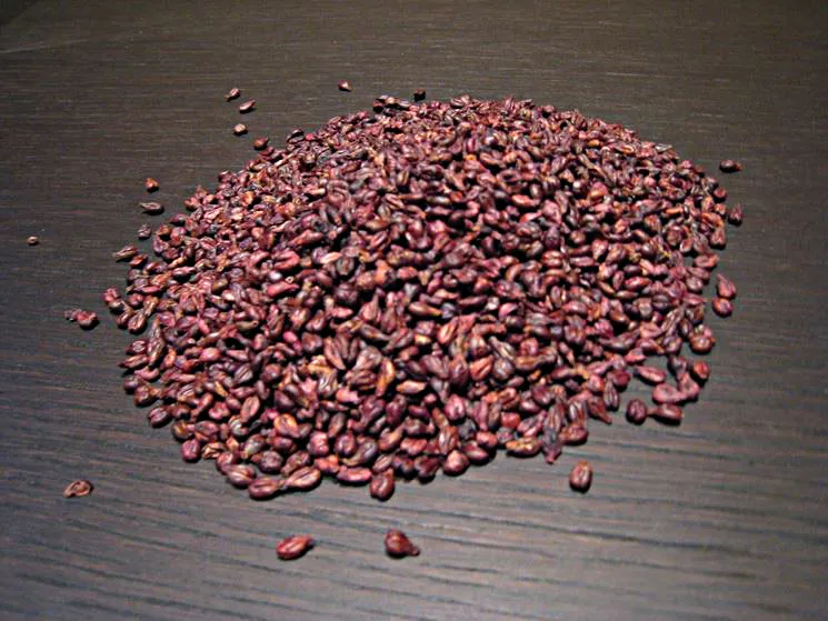 tl_files/catalogo/immagini_vitis_vinifera/semi_di_uva_sparsi.jpg