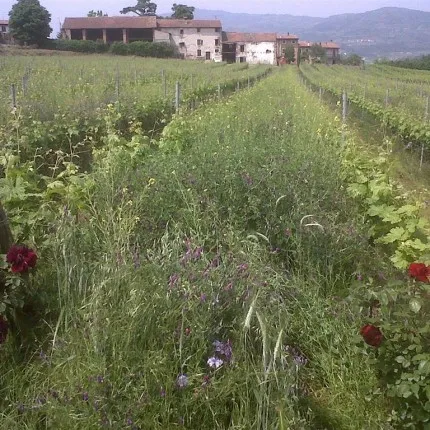 tl_files/catalogo/immagini_vitis_vinifera/sovescio_02.JPG