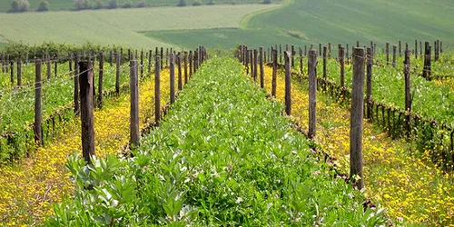 tl_files/catalogo/immagini_vitis_vinifera/sovescio_04.JPG