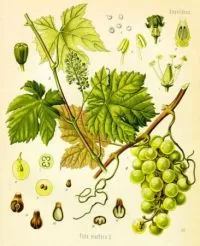 Caratteristiche botaniche