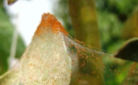 tl_files/catalogo/immagini_vitis_vinifera/Uova_ragnetto_rosso_comune.jpg