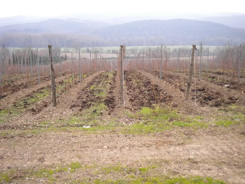 tl_files/catalogo/immagini_vitis_vinifera/Vigneto_biologico_03.jpg