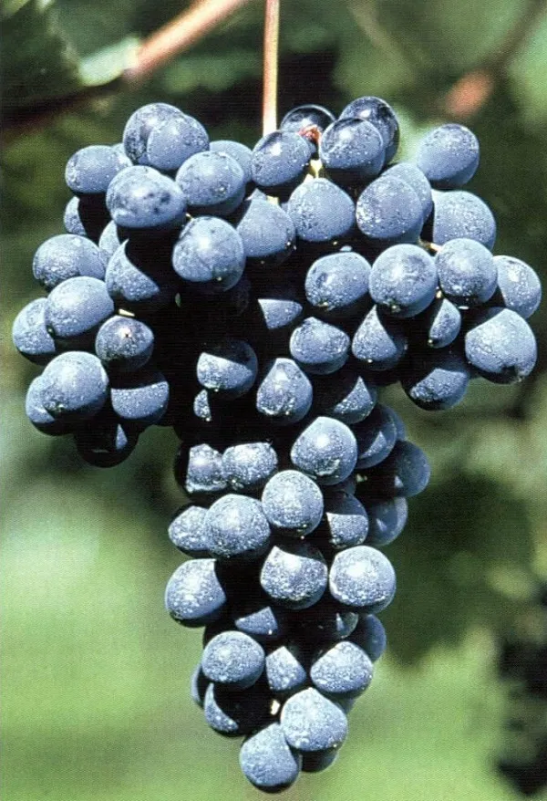 tl_files/catalogo/immagini_vitis_vinifera/vitigno_barbera.jpg